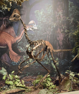 Das nachempfundeme Skelett des entdeckten "Anzu wyliei" im Carnegie Museum of Natural History in Pittsburgh, Pennsylvania (Foto: REUTERS/Carnegie Museum of Natural History)